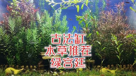 古法養魚